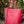 Load image into Gallery viewer, Louenhide - Panama Bag - Fuschia | milk + ginger