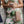 Load image into Gallery viewer, Louenhide - Billie Crossbody Phone Bag - Biscuit