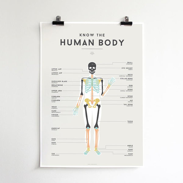 Squared Charts - Human Body